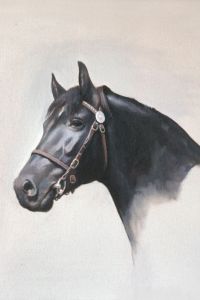 ANIMAL-04